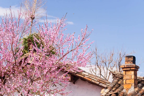 Virágzó őszibarack cseresznyefák előtt régi kínai ház. — Stock Fotó