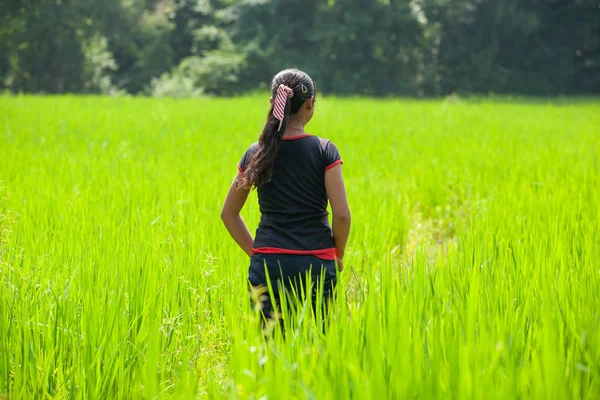 Rear view of Laotian young girl walking in the rice field.