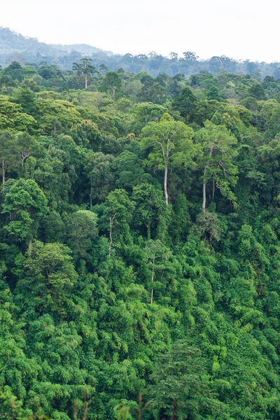 Güney Laos'taki ilkel ormanın havadan görünümü.