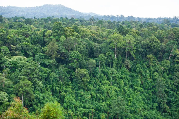 Güney Laos'taki ilkel ormanın havadan görünümü.