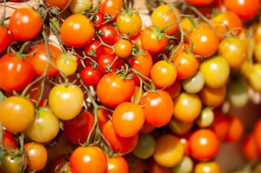 Taze ve olgun organik domates.