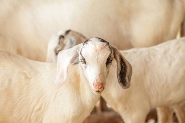 Açık çiftlikte Güzel çift çocuk.