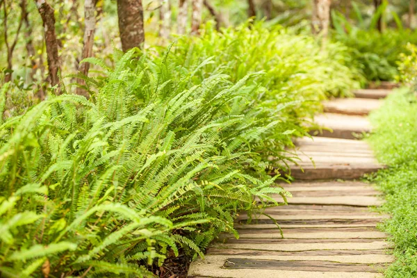 Pasarela de madera en jardín tropical . — Foto de Stock