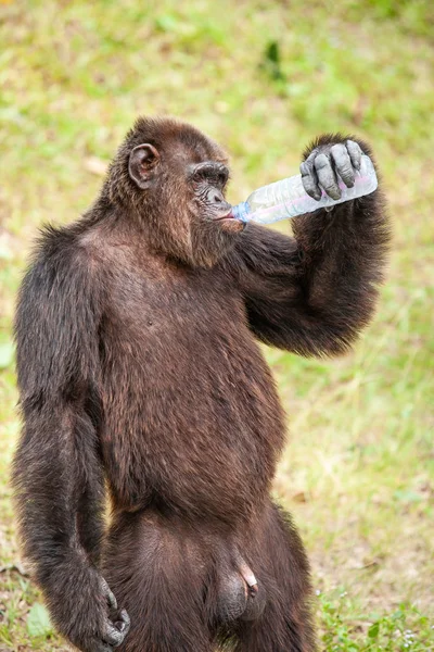 Chimpanzé eau potable en bouteille en plastique . — Photo