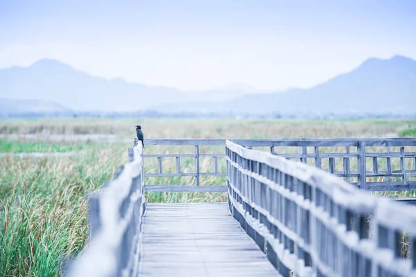 Коморнант сідає на дерев'яний міст у тропічному ставку . — стокове фото