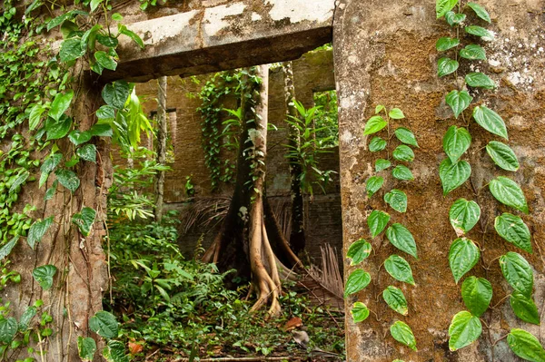 A hera verde selvagem cobriu uma casa antiga . — Fotografia de Stock
