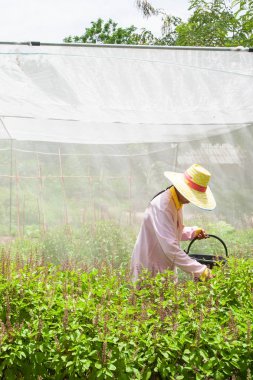 Bahçe serada Kutsal Fesleğen hasat Asyalı kadın. 