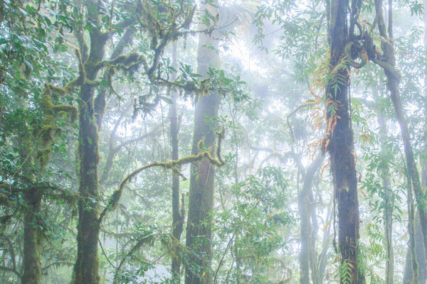 Pure tropical forest in the mist.