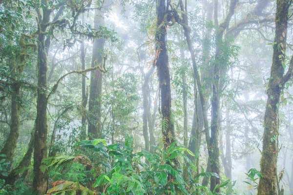 Ren tropisk skog i dimman. — Stockfoto