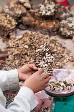 Yerel pazarda Laoslu kadın ellerde larva ile kağıt wasp yuva.