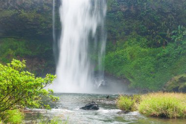 Yağmur sabah pitoresk tropikal şelale.