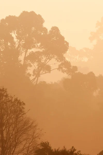 Тропічний ліс в ранковому світлі . — стокове фото