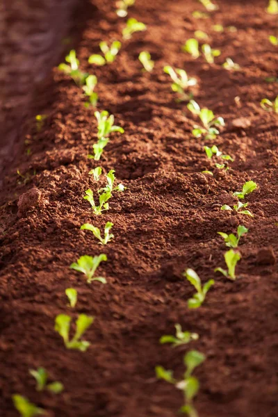 Exploração vegetal biológica . — Fotografia de Stock