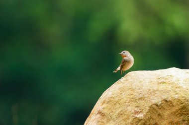 Küçük kızıl gerdanlı sinekkapan kayanın üzerinde armut gibi..