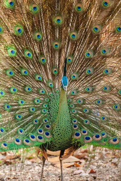 Male Indo-Chinese Green Peafowl in mating season.