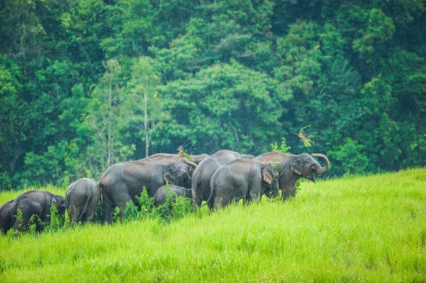 Gelukkige wilde olifant voeden op grasland in de regen. — Stockfoto