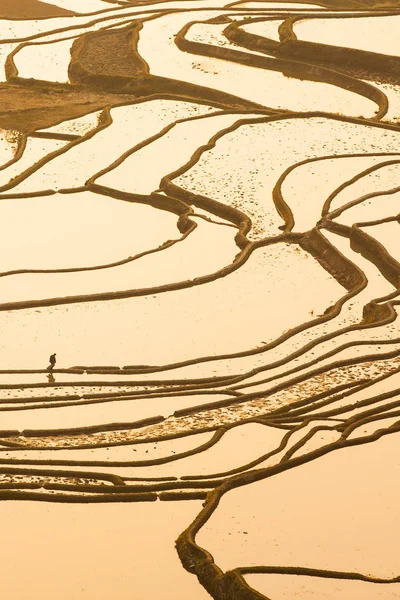 Vue aérienne des terrasses de riz Yuanyang au lever du soleil . — Photo