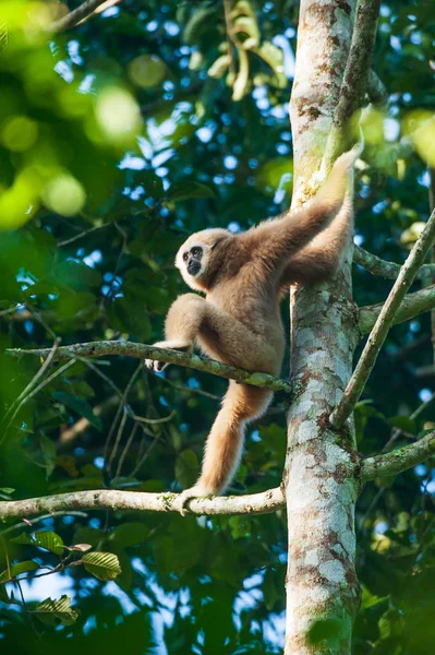 Mannelijke White-handed Gibbon zittend op de takken van tropische boom. — Stockfoto