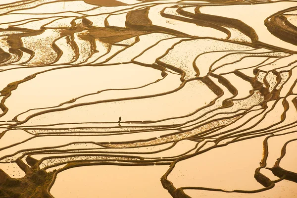 Vue aérienne des terrasses de riz Yuanyang au lever du soleil . — Photo