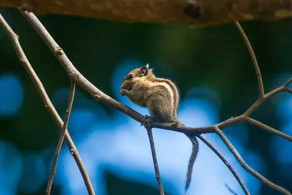 枝に野生の果物を食べるヒマラヤの縞模様のリス. ストック画像
