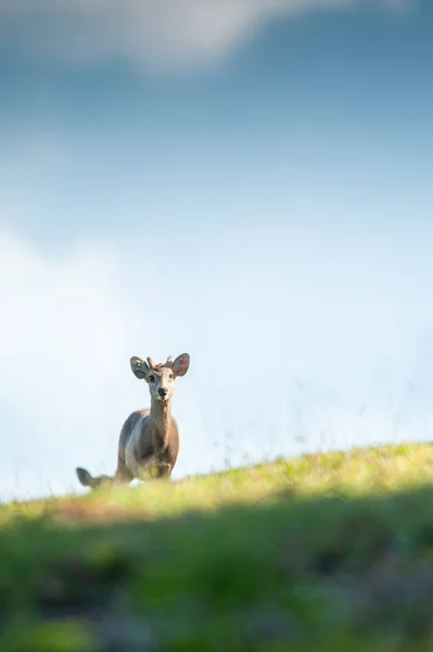 Stado jeleni na zielonym wzgórzu. — Zdjęcie stockowe