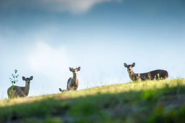 En flock HOG rådjur på Green Hill. — Stockfoto