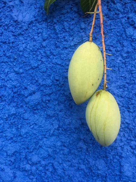 Two mangos hanging on blue wall.