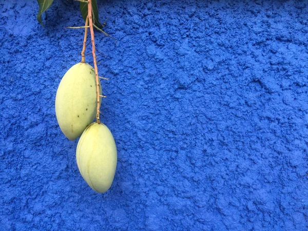 Two mangos hanging on blue wall.