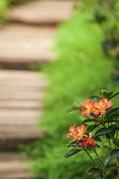 Rododendro laranja florescente no caminho de madeira . — Fotografia de Stock