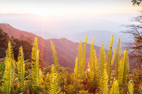 Paisaje de montañas tropicales al amanecer . —  Fotos de Stock