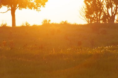 Altın gün batımı sakin bir çayırda parlıyor.