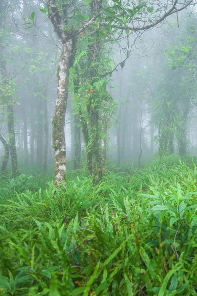 Αγνό αρχέγονο τροπικό δάσος στην ομίχλη. — Φωτογραφία Αρχείου