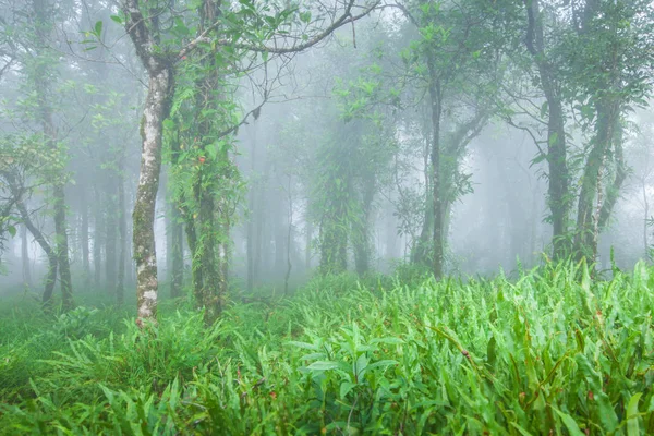 Pura foresta tropicale primordiale nella nebbia . — Foto Stock