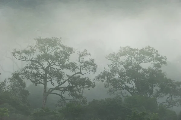 Pareja grandes árboles en la niebla de la mañana . — Foto de Stock