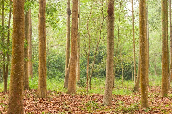 Roślina Yang w leśnictwie plantacji. — Zdjęcie stockowe