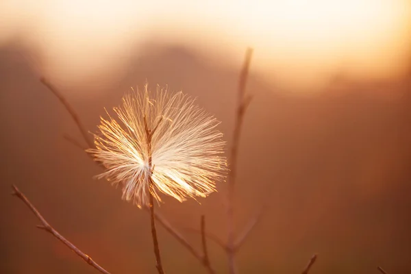 Chlupaté divoké semeno visící na větvi holého stromu při západu slunce. — Stock fotografie