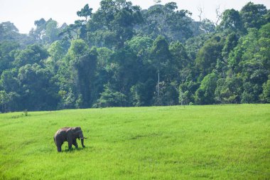 Otlakta dinlenen bir Asya Fili.