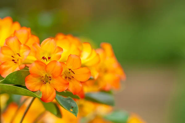 Close-up tiro de laranja Rhododendron estão em flor . — Fotografia de Stock