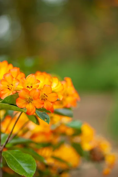 Close-up tiro de laranja Rhododendron estão em flor . — Fotografia de Stock