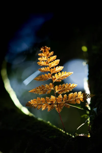 Gros plan de la feuille de fougère dorée brillante à la lumière précoce . — Photo