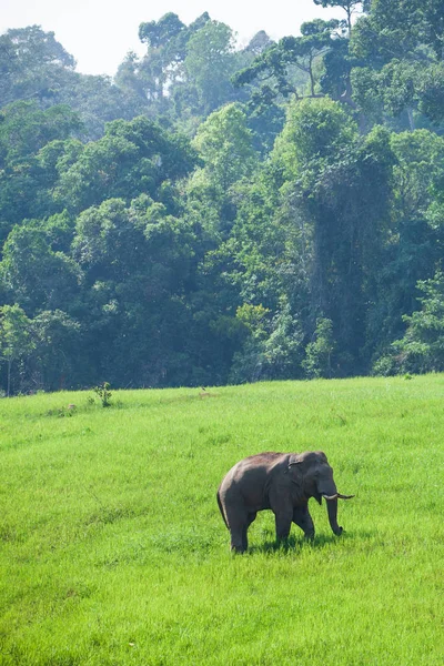 An Asian Elephant relaxing on the grassland.