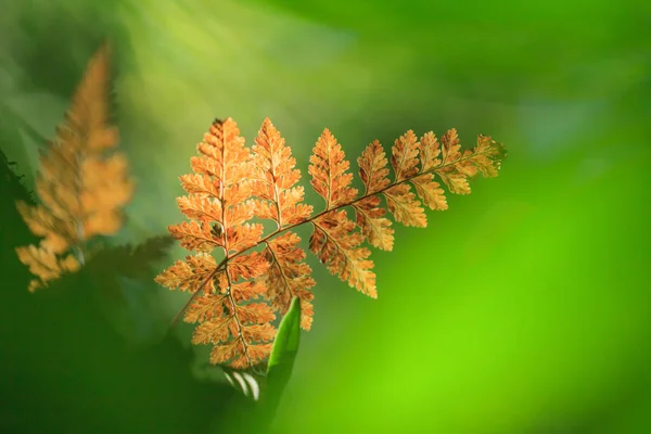 早期光线下明亮的金色植物叶的特写镜头. — 图库照片