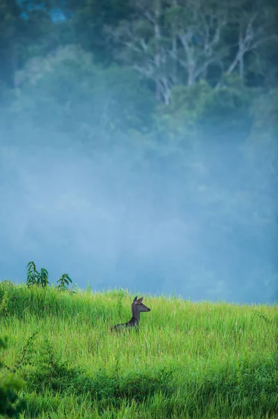 Cervos Sambar nas pastagens e a névoa, floresta tropical verde — Fotografia de Stock