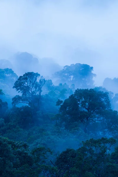Veduta aerea della foresta tropicale primordiale nella nebbia blu . — Foto Stock