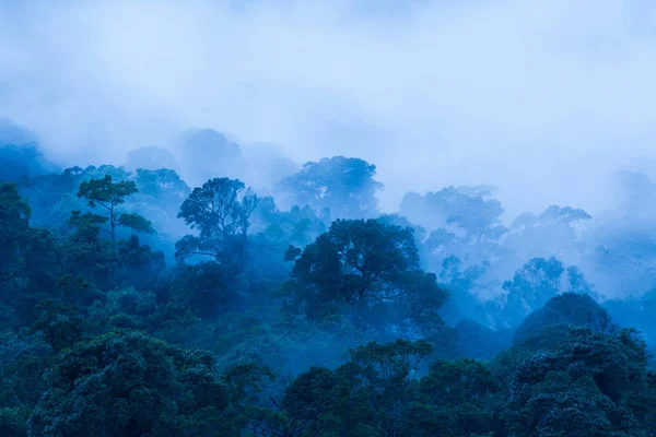 Вид з повітря на первинний тропічний ліс у блакитній тумані . — стокове фото