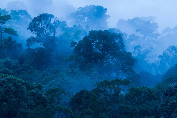Вид з повітря на первинний тропічний ліс у блакитній тумані . — стокове фото