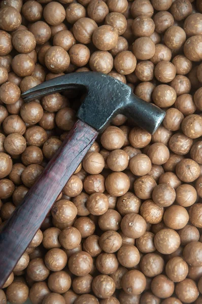 Martello a terra di noce macadamia con guscio . — Foto Stock