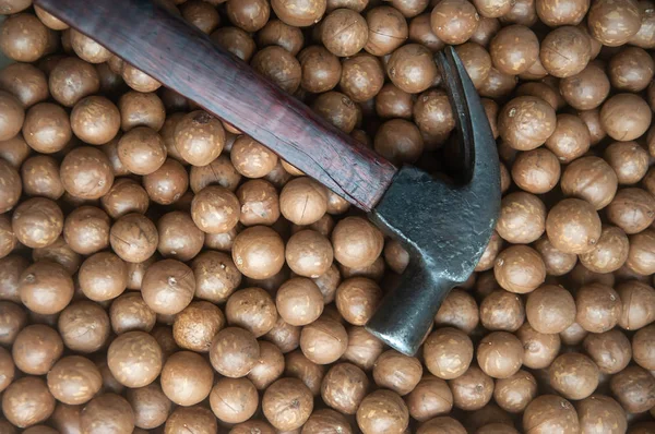 Martello su pila di noce di macadamia con guscio . — Foto Stock