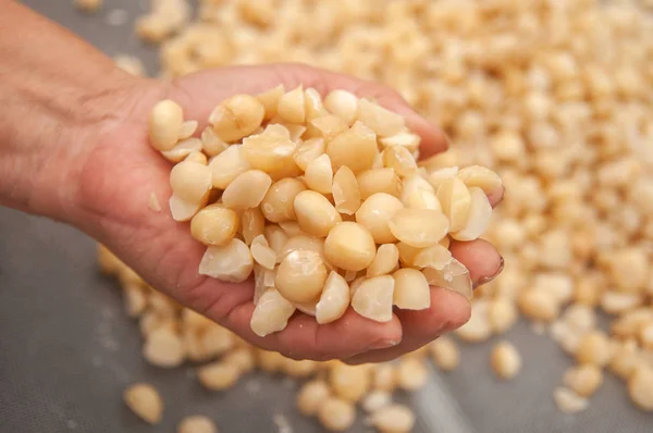 Macadamia in mano contadina . — Foto Stock