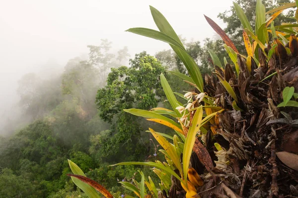 Magiczne tropikalne orchidee kwitną na klifie. — Zdjęcie stockowe